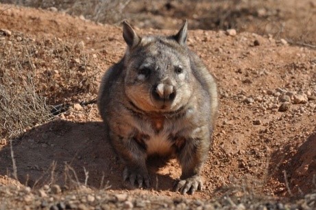 SAVE OUR WONDERFUL WOMBATS!